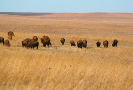 Bison Circles, a Meyer Media recording by DuoSolo, Music by Forrest Pierce