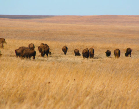 Bison Circles